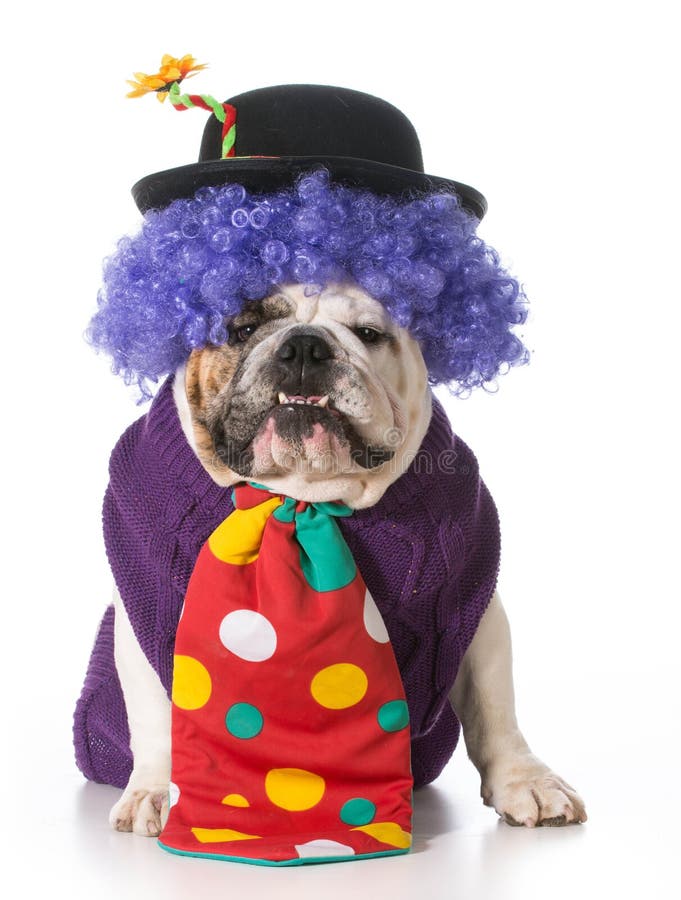 Silly dog wearing clown costume on white background - english bulldog. Silly dog wearing clown costume on white background - english bulldog