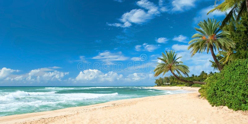 Nieporuszona piaskowata plaża z palm drzewami i lazurowym oceanem