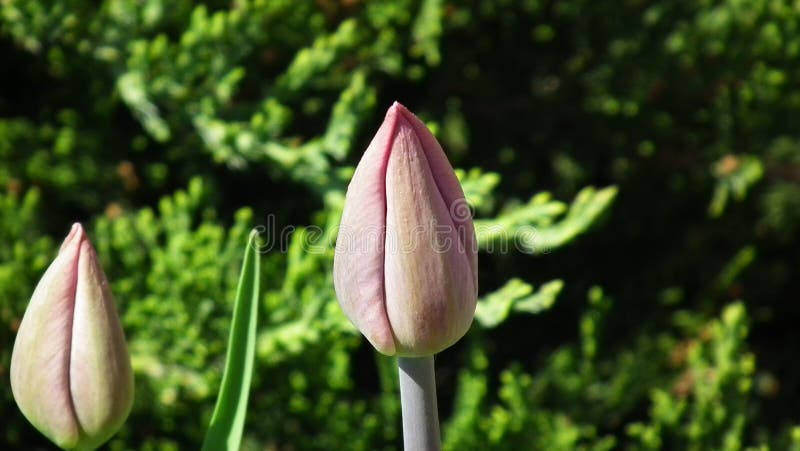Nierozwinięty różowy tulipan