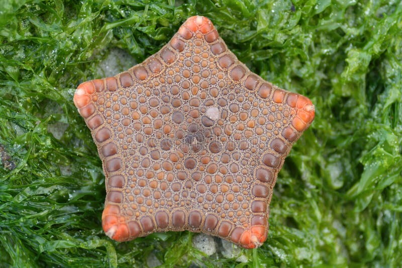 Magnificent biscuit seastar (Echinoderm) found on a rock on the beach covered in bright green algae / seaweed. Starfish on the shoreline. Location: Susan's Bay, Tasmania, Australia. ((Species: Tosia magnifica, Family: Goniasteridae, Class: Asteroidea, Phylum: Echinodermata, Superphylum: Deuterostomia, Subkingdom: Metazoa, Kingdom: Animalia)). Magnificent biscuit seastar (Echinoderm) found on a rock on the beach covered in bright green algae / seaweed. Starfish on the shoreline. Location: Susan's Bay, Tasmania, Australia. ((Species: Tosia magnifica, Family: Goniasteridae, Class: Asteroidea, Phylum: Echinodermata, Superphylum: Deuterostomia, Subkingdom: Metazoa, Kingdom: Animalia))