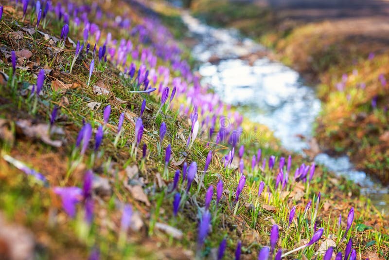 Niesamowite słoneczne kwitnące górskie wzgórze z purpurowym crocus lub saffron kwiaty naturalne sezonowe tło wczesna wiosna w euro zdjęcia stock