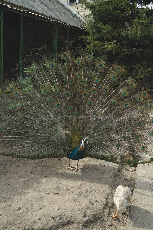 Nieskomplikowane wzorce i żywe chmury wypływają z elegancji. Porywający obraz piękna naturalnego.. Peacock jest wysoki obrazy stock