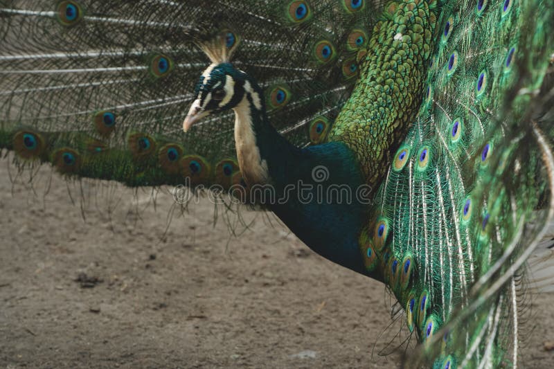 Nieskomplikowane wzorce i żywe chmury wypływają z elegancji. Porywający obraz piękna naturalnego.. Peacock jest wysoki zdjęcie stock