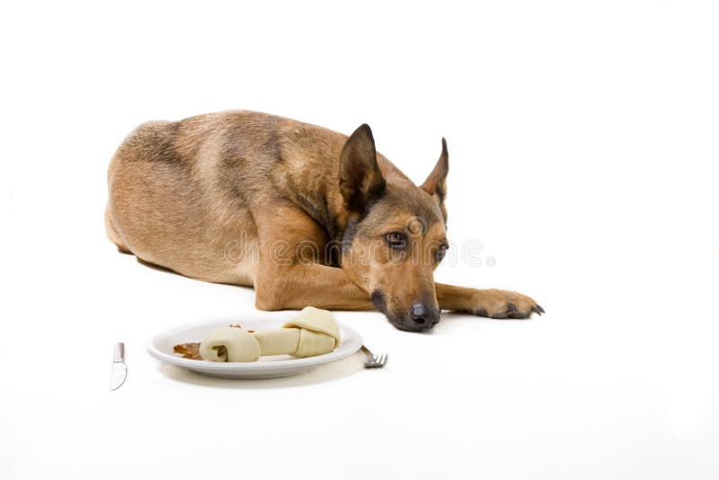 Pampered Belgian Malinois with dog diner. Dog is not hungry. Pampered Belgian Malinois with dog diner. Dog is not hungry.