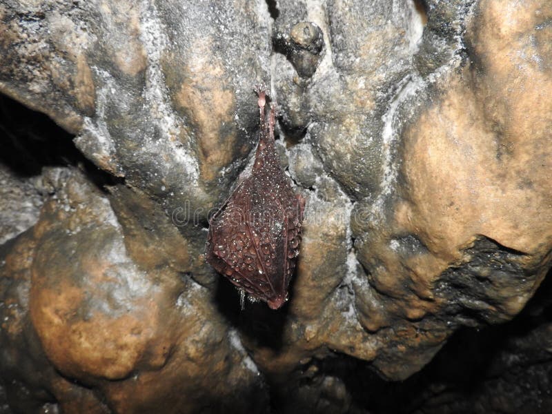 Nietoperza obwieszenie w jamie, jest ubranym jego wodne krople na skrzydle jak biżuteria: Rhinolophus hipposideros w Dracula ziemi, Rumunia