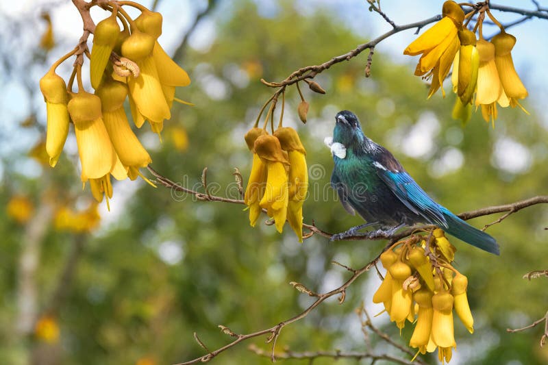 Nieuw - zeeland : de inheemse vogel tui zit in de tak van kowhai .  royalty-vrije stock afbeelding