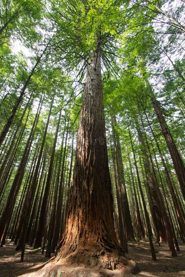 Nieuw Zeeland, rotorua, Californische sequoiabos royalty-vrije stock afbeelding Nieuw Zeeland, rotorua, Californische sequoiabos royalty-vrije stock afbeelding