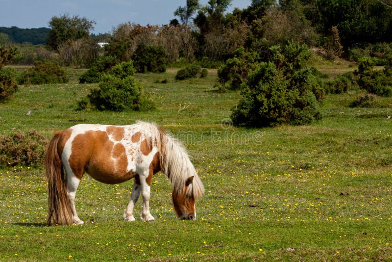 New Forest Pony stock afbeelding