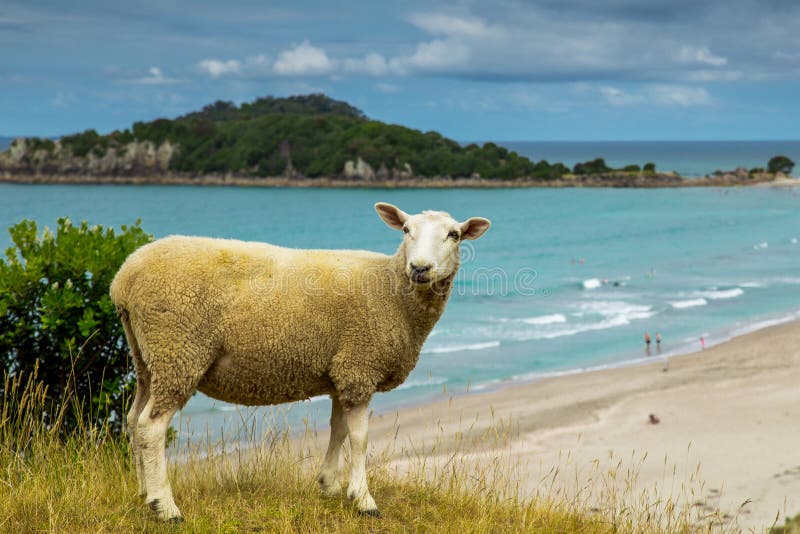 Nieuwe de schapen van Nieuw Zeeland het strand in Onderstel Maunganui royalty-vrije stock afbeeldingen Nieuwe de schapen van Nieuw Zeeland het strand in Onderstel Maunganui royalty-vrije stock afbeeldingen