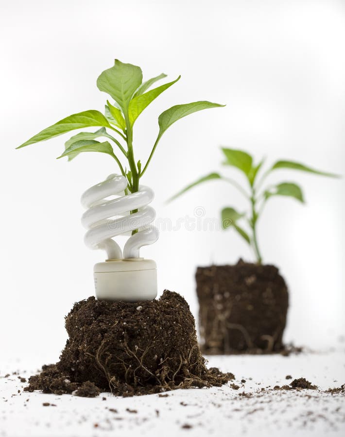 A young vegetable plant sprouts up through an energy efficient lamp. A young vegetable plant sprouts up through an energy efficient lamp