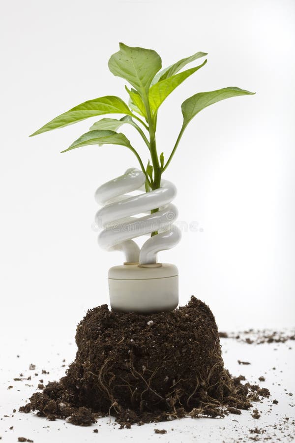 A young vegetable plant sprouts up through an energy efficient lamp. A young vegetable plant sprouts up through an energy efficient lamp