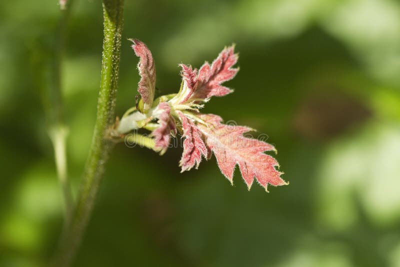 Nieuwe Onrijpe Noordelijke Rode Eik - Quercus rubra stock afbeeldingen Nieuwe Onrijpe Noordelijke Rode Eik - Quercus rubra stock afbeeldingen