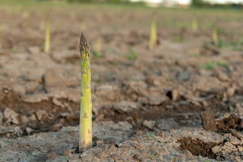 Nieuwe oogst van groene aspergegroente in lentetijd, het groene asperge groeien van de grond op landbouwbedrijf royalty-vrije stock afbeelding Nieuwe oogst van groene aspergegroente in lentetijd, het groene asperge groeien van de grond op landbouwbedrijf royalty-vrije stock afbeelding