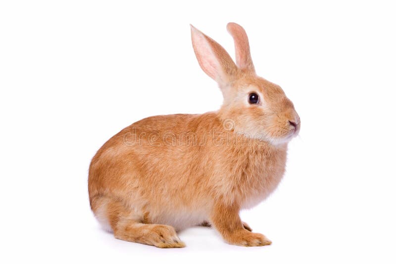 Nieuwsgierig jong rood geïsoleerd konijn