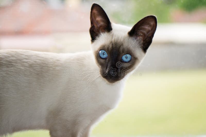 Nieuwsgierig siamese katje stock foto's Nieuwsgierig siamese katje stock foto's