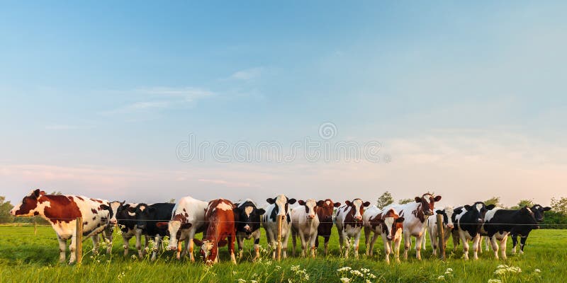 Nieuwsgierige Nederlandse melkkoeien in een rij