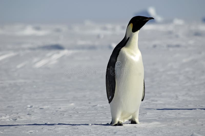 Nieuwsgierige pinguïn