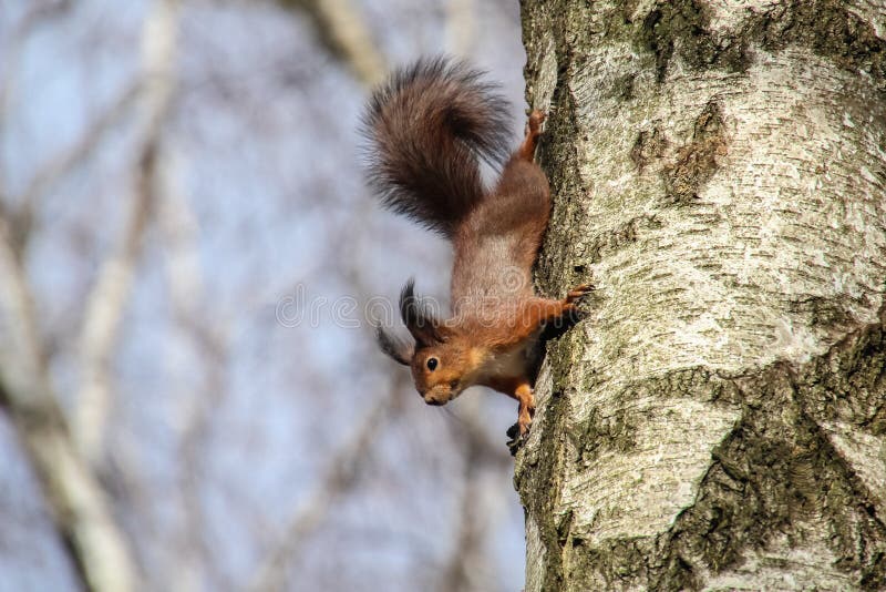Nieuwsgierige rode eekhoorn bij boomboomstam neer het hangen, vulgaris Sciurus royalty-vrije stock afbeeldingen Nieuwsgierige rode eekhoorn bij boomboomstam neer het hangen, vulgaris Sciurus royalty-vrije stock afbeeldingen