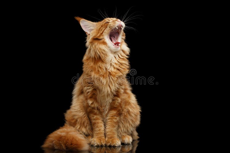 Nieuwsgierige Rode Maine Coon Cat Sitting en Geeuw, Geïsoleerde Zwarte royalty-vrije stock afbeeldingen Nieuwsgierige Rode Maine Coon Cat Sitting en Geeuw, Geïsoleerde Zwarte royalty-vrije stock afbeeldingen