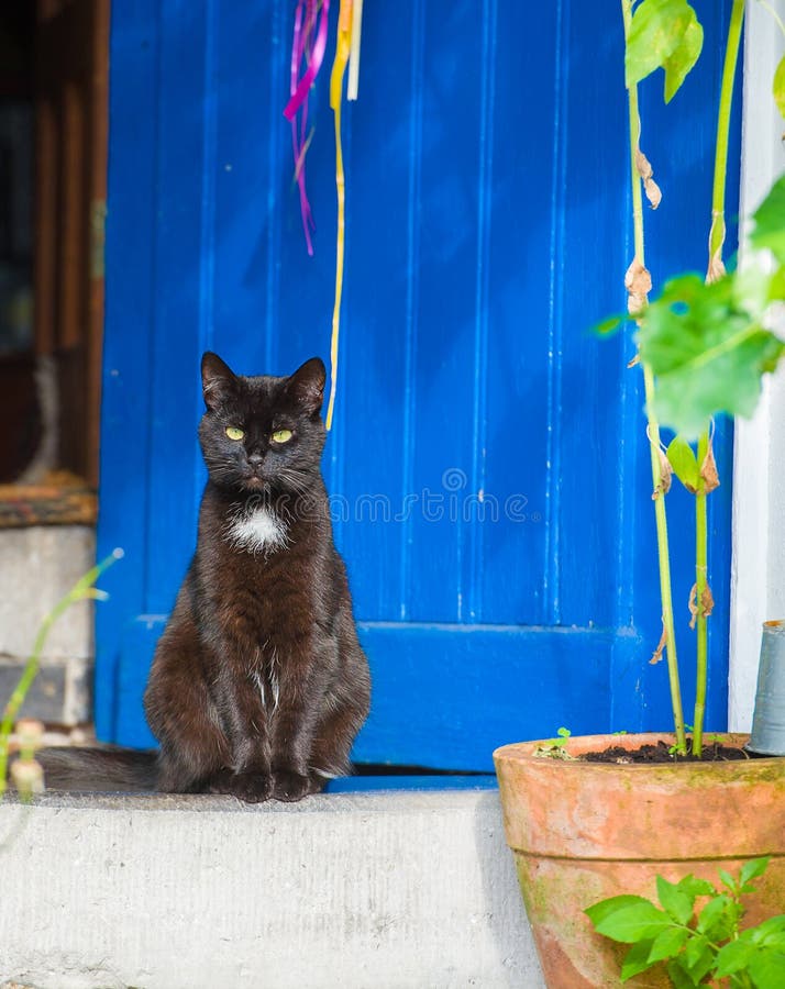 Nieuwsgierige zwarte kat voor blauwe uitstekende deur royalty-vrije stock afbeeldingen Nieuwsgierige zwarte kat voor blauwe uitstekende deur royalty-vrije stock afbeeldingen