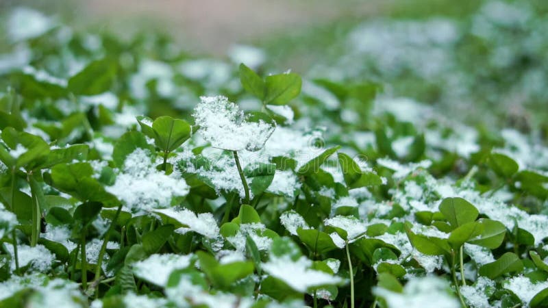 Nieve cayendo sobre la planta verde cerca de tiro de nieve de la planta de parques de invierno almacen de metraje de vídeo