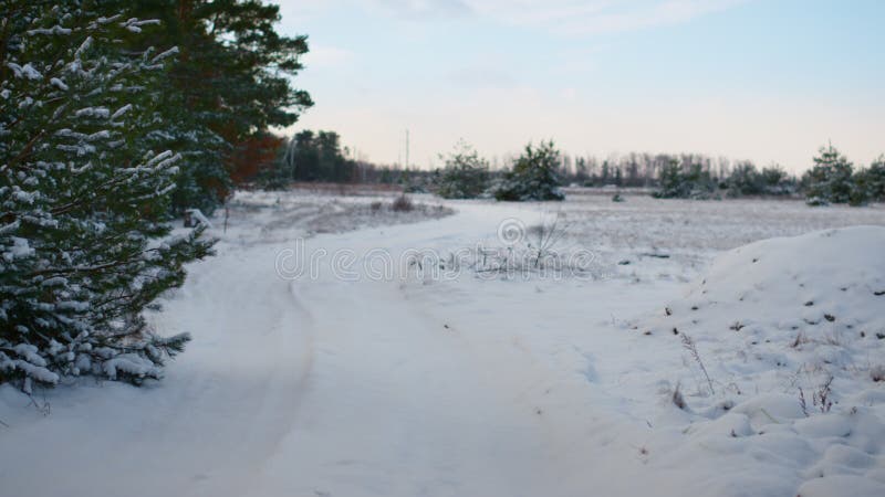 Nieve cubierta de carreteras rurales en invierno sobrepasado. pinos creciendo a la orilla de la carretera