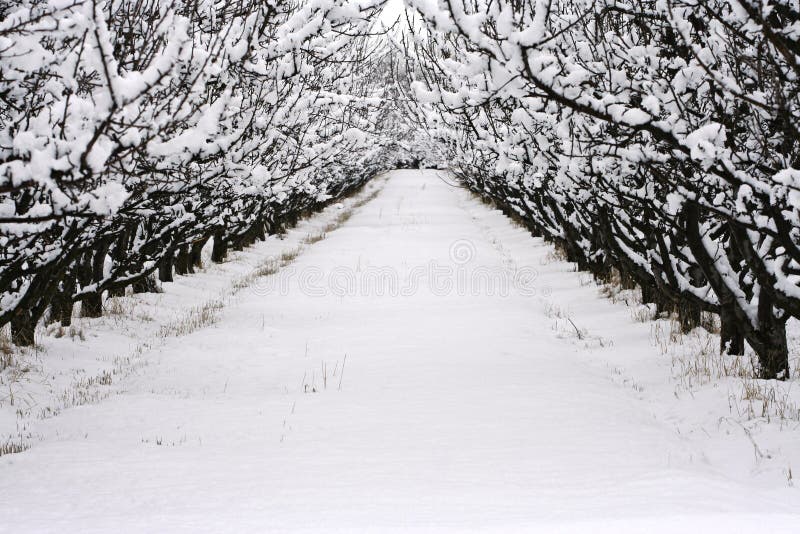 Nieve del invierno imagen de archivo Nieve del invierno imagen de archivo