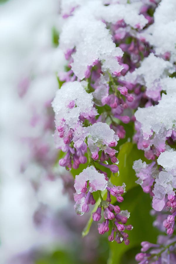 Nieve el la primavera de la lila Efecto del calentamiento del planeta fotografía de archivo libre de regalías Nieve el la primavera de la lila Efecto del calentamiento del planeta fotografía de archivo libre de regalías