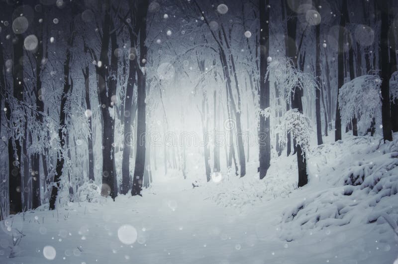 Nieve que cae sobre paisaje mágico del invierno en bosque foto de archivo libre de regalías Nieve que cae sobre paisaje mágico del invierno en bosque foto de archivo libre de regalías