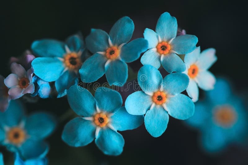 Niezapominajka, myosotis na czarnym tle Piękny jaskrawy błękit kwitnie z żółtym środkiem w górę Makro-, wierzchołek fotografia stock Niezapominajka, myosotis na czarnym tle Piękny jaskrawy błękit kwitnie z żółtym środkiem w górę Makro-, wierzchołek fotografia stock