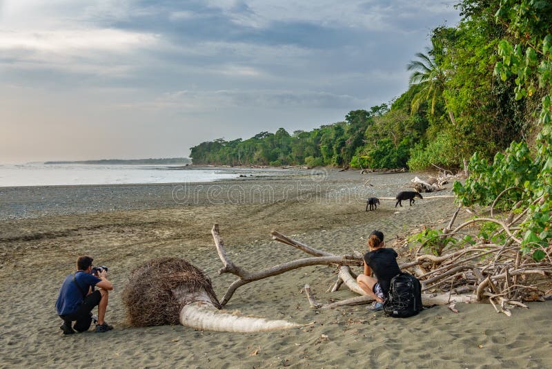 Niezidentyfikowani turyści podziwiają tapira wchodzić do las w Corcovado zdjęcie stock Niezidentyfikowani turyści podziwiają tapira wchodzić do las w Corcovado zdjęcie stock