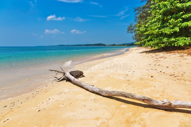 Nieżywy drzewny bagażnik na plaży zdjęcia stock Nieżywy drzewny bagażnik na plaży zdjęcia stock