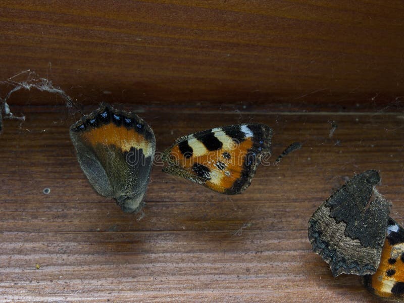 Nieżywy motyl łapać w pułapkę w pająk sieci obrazy stock Nieżywy motyl łapać w pułapkę w pająk sieci obrazy stock