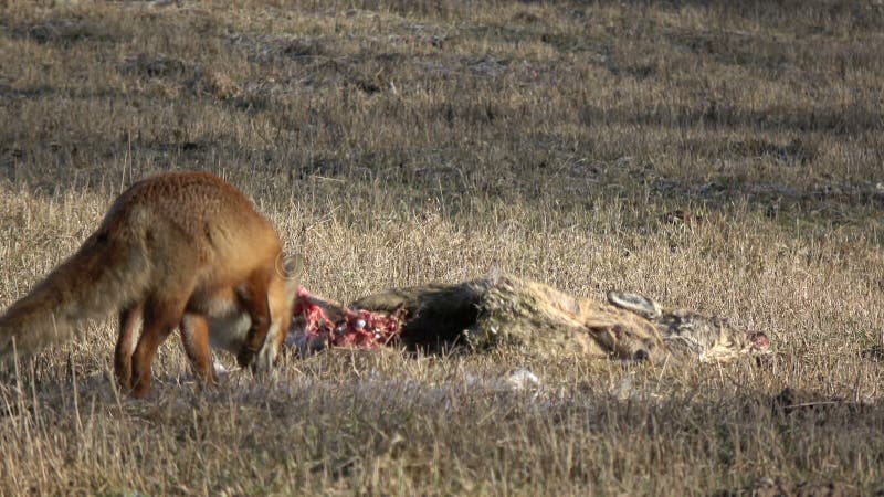 Nieżywy roe rogacza carrion na śródpolnym i czerwonym lisie