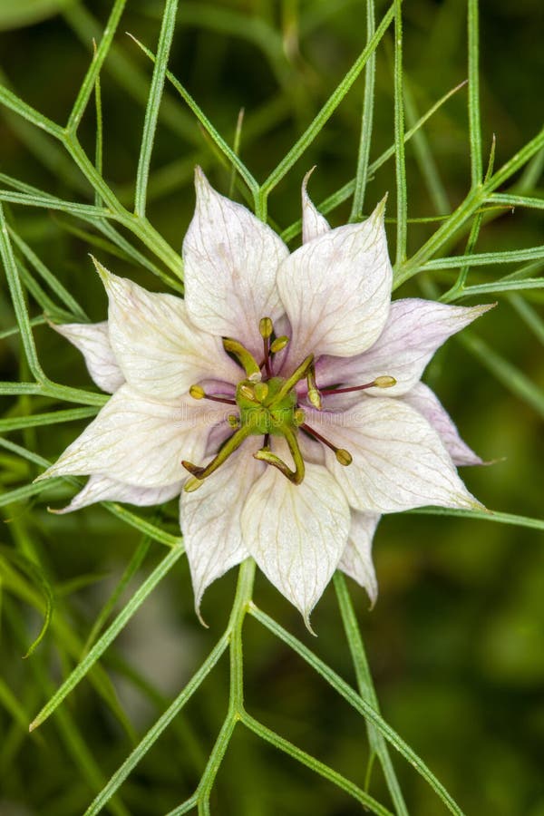 Nigella damascena, białego kwiatu gwiazda Makro- obrazy stock Nigella damascena, białego kwiatu gwiazda Makro- obrazy stock