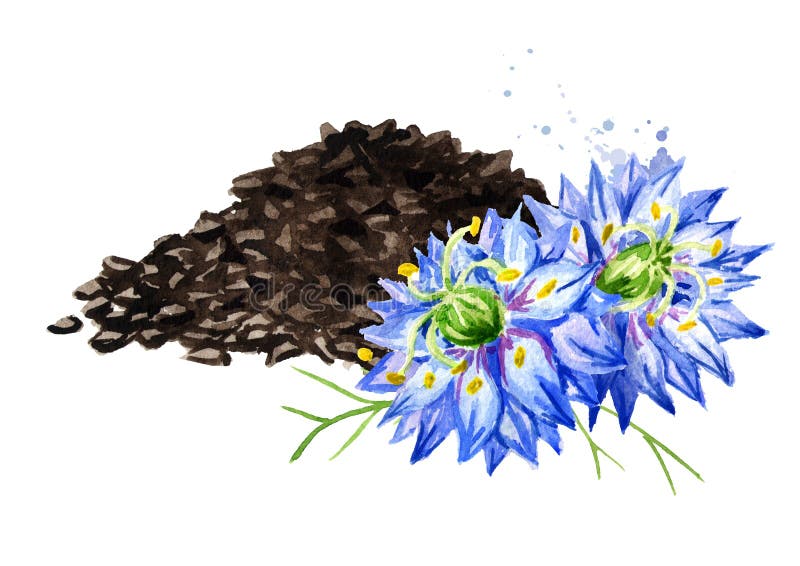 Nigella sativa or fennel flower, nutmeg flower, Roman coriander, black cumin, black sesame, blackseed, black caraway, Bunium royalty free illustration Nigella sativa or fennel flower, nutmeg flower, Roman coriander, black cumin, black sesame, blackseed, black caraway, Bunium royalty free illustration
