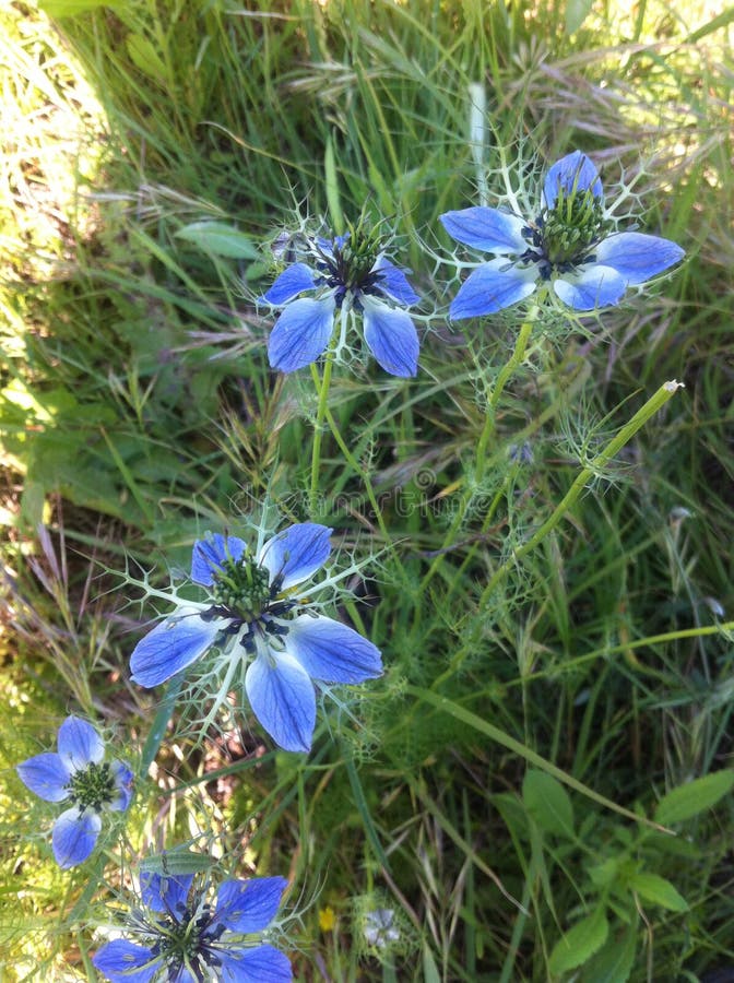 Nigella花 库存照片 Nigella花 库存照片