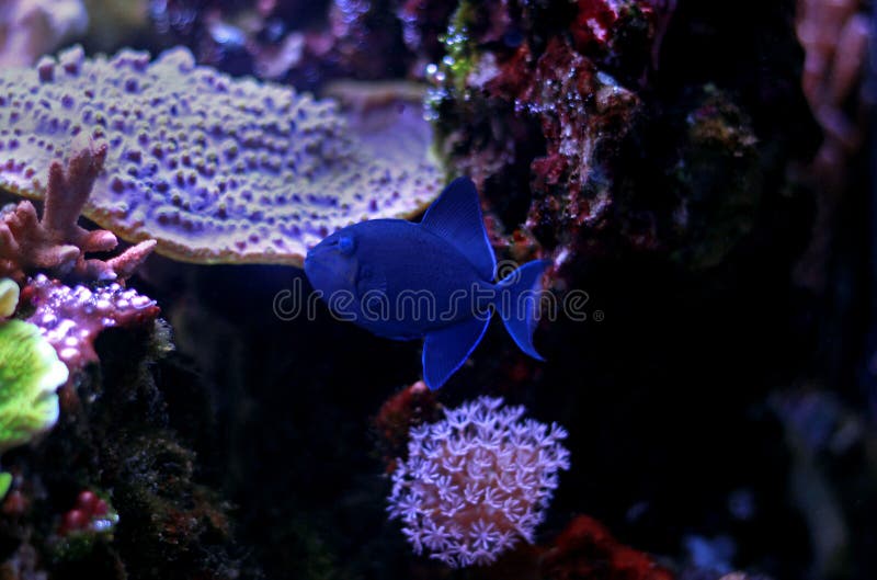 Niger Triggerfish - Odonus Niger lizenzfreies stockbild Niger Triggerfish - Odonus Niger lizenzfreies stockbild