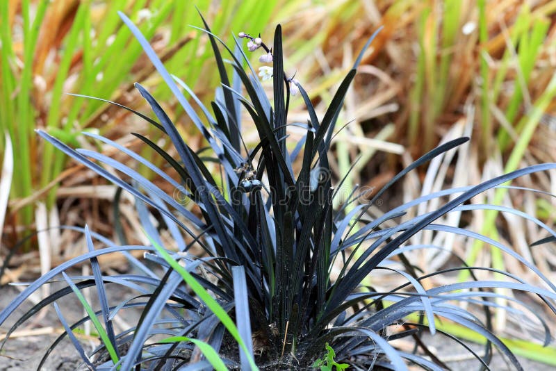 Black mondo grass Ophiopogon planiscapus Nigrescens growing in summer garden. Black mondo grass Ophiopogon planiscapus Nigrescens growing in summer garden