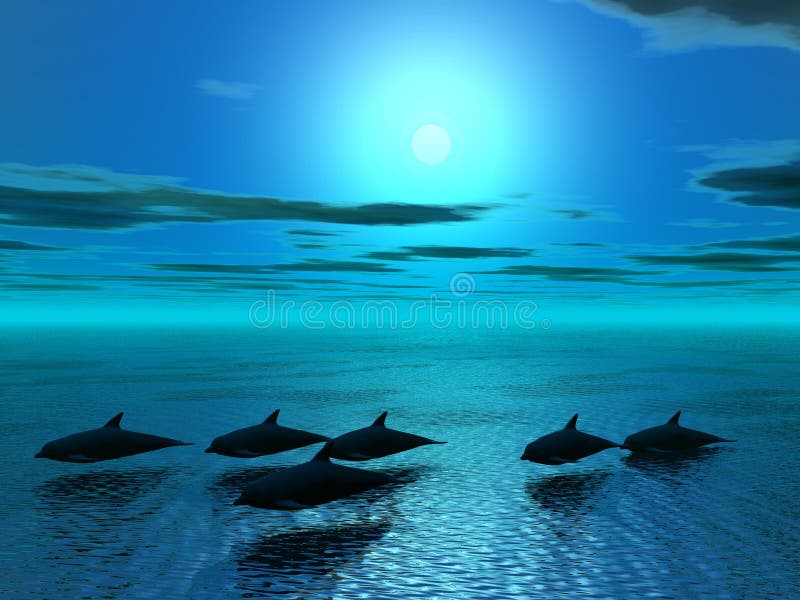 Delfines a noche, noche a el mar, el mar a delfines.