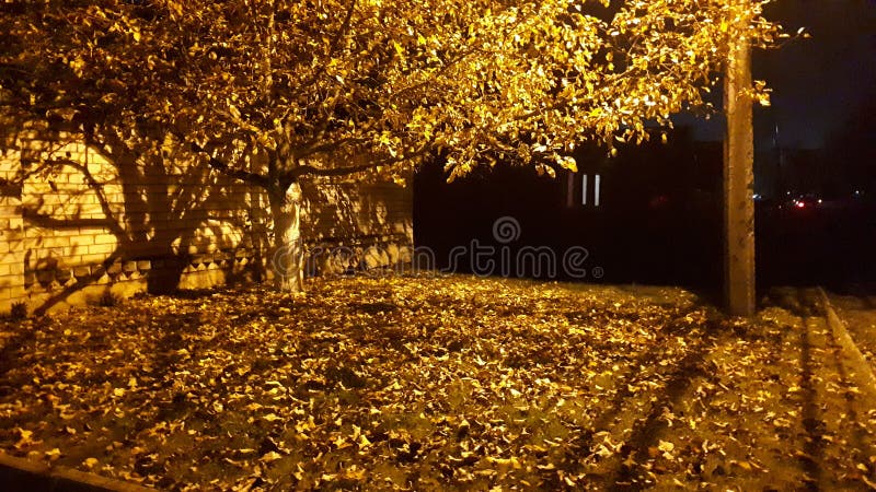 autumn trees at night autumn trees at night