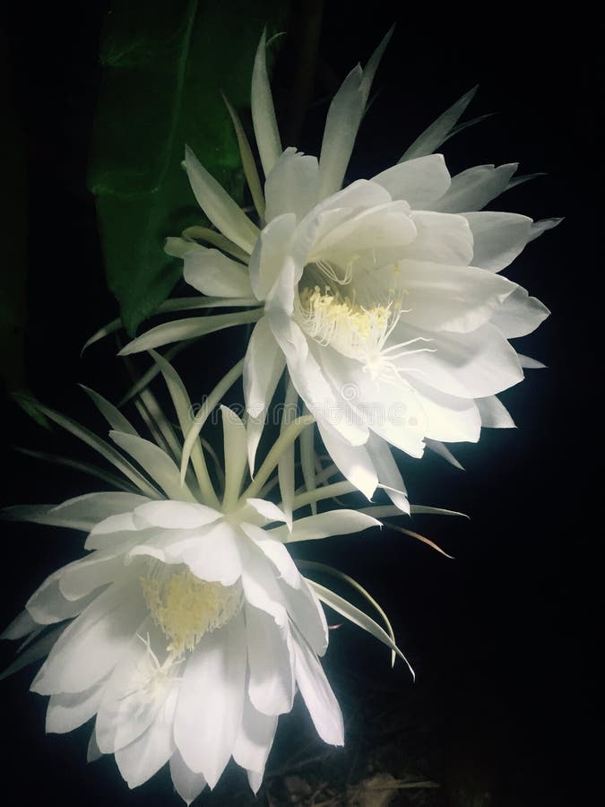 Night Blooming Cereus stock image. Image of blooms, late 68107257