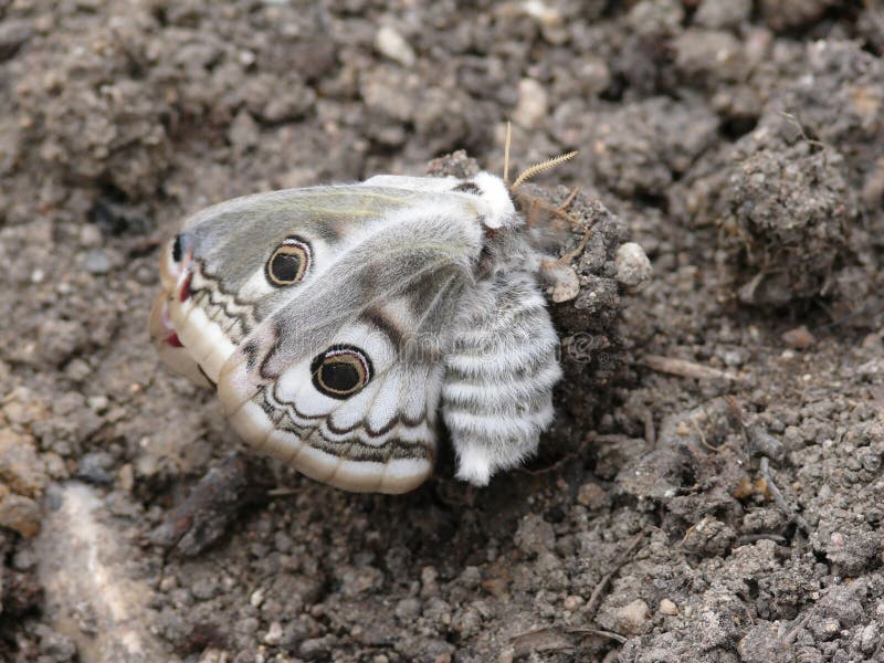 Night butterfly. A moth. royalty free stock photos Night butterfly. A moth. royalty free stock photos