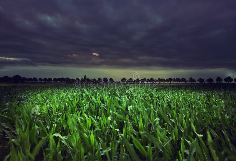 Night cornfield stock image. Image of country, atmosphere 25980297
