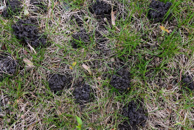 Night Crawler Mounds in a Lawn Stock Image Image of crawlers, damage