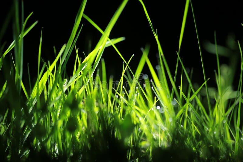 Night dew on the grass