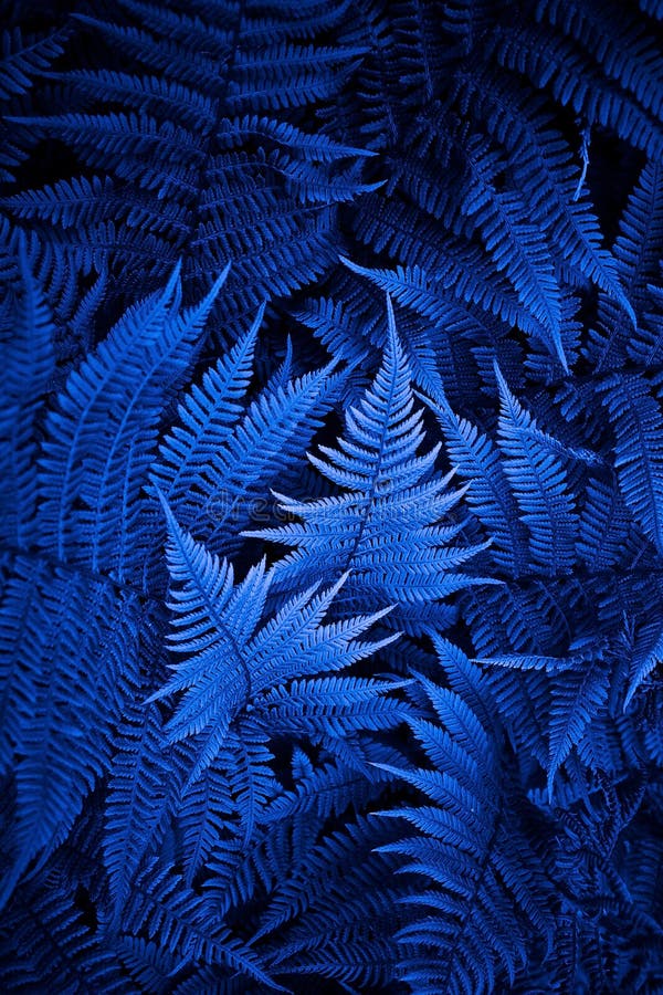Night fern stock photography Night fern stock photography