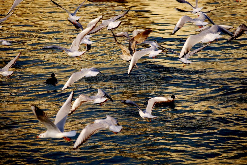 Night Flight of a Seagull`s Flok Stock Image Image of turkey
