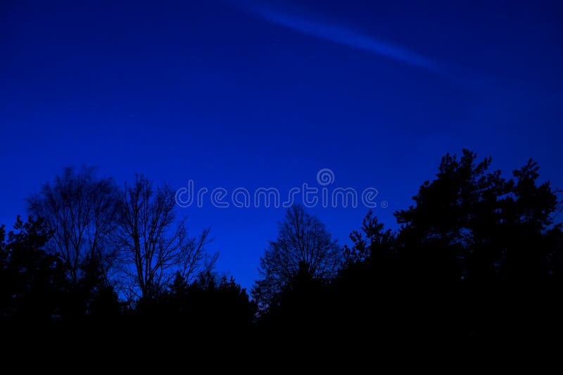 84 751 Night Forest Background Photos Free Royalty Free Stock Photos From Dreamstime
