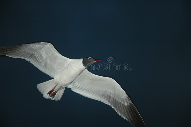 Night Gull